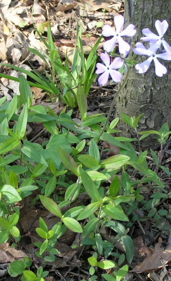 Creeping Phlox habit