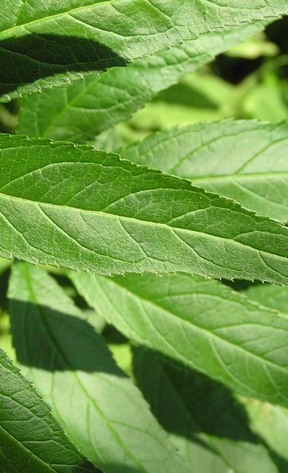 Culvers Root leaves