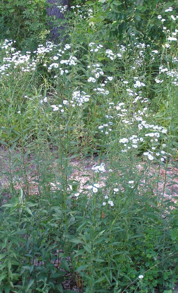 Daisy Fleabane habit