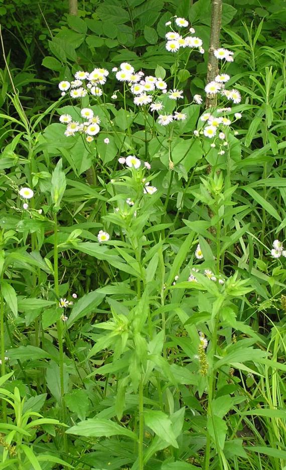 Daisy Fleabane habit