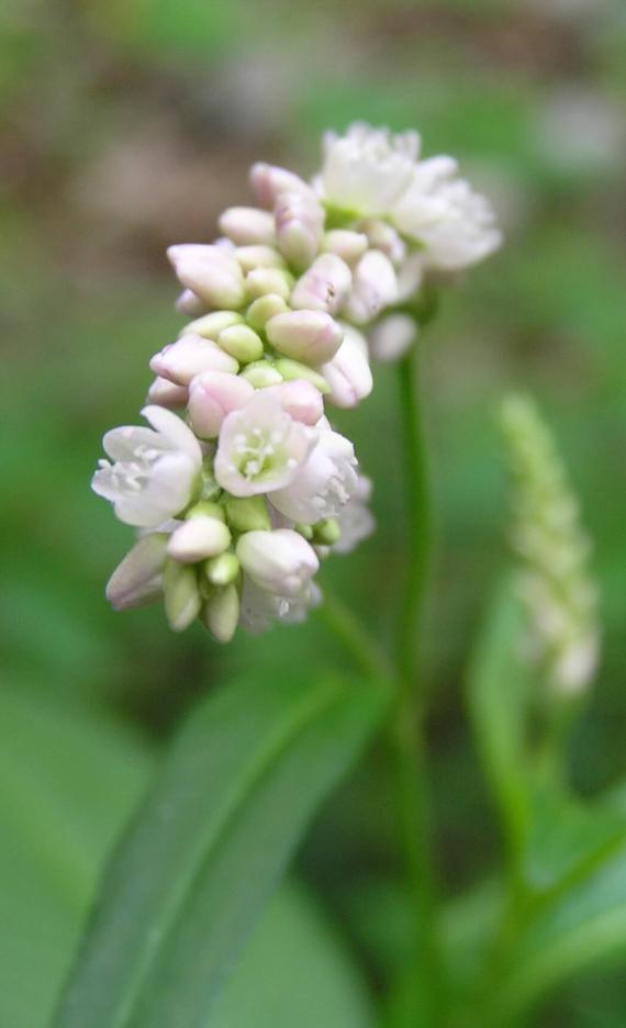 Dock Leaved Smartweed flower