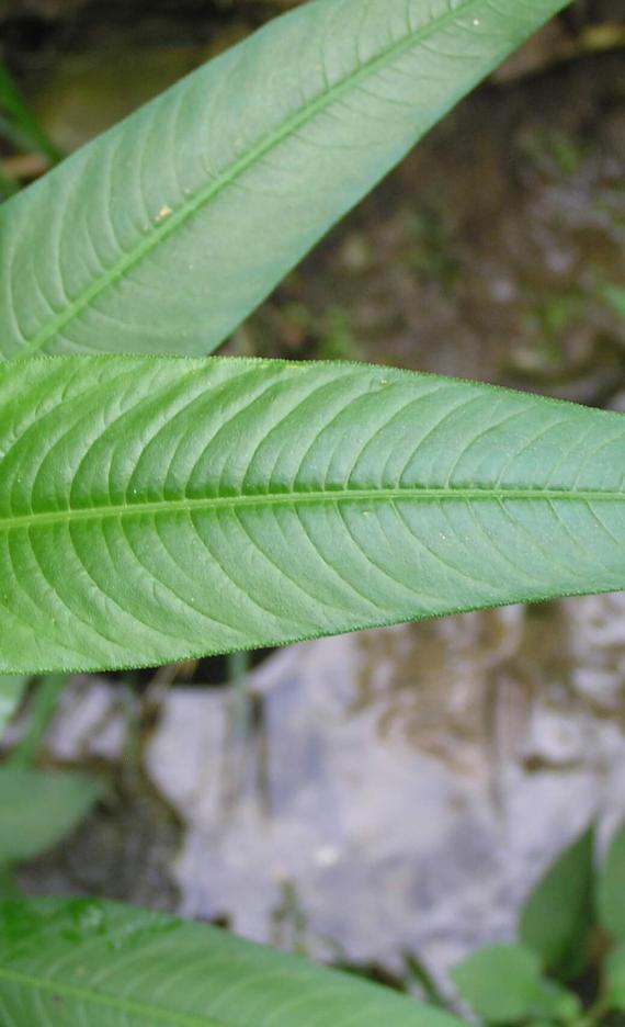 Dock Leaved Smartweed leaves