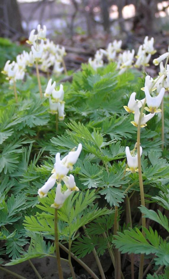 Dutchmans Breeches habit