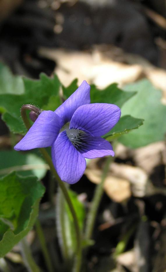 Early Blue Violet flower