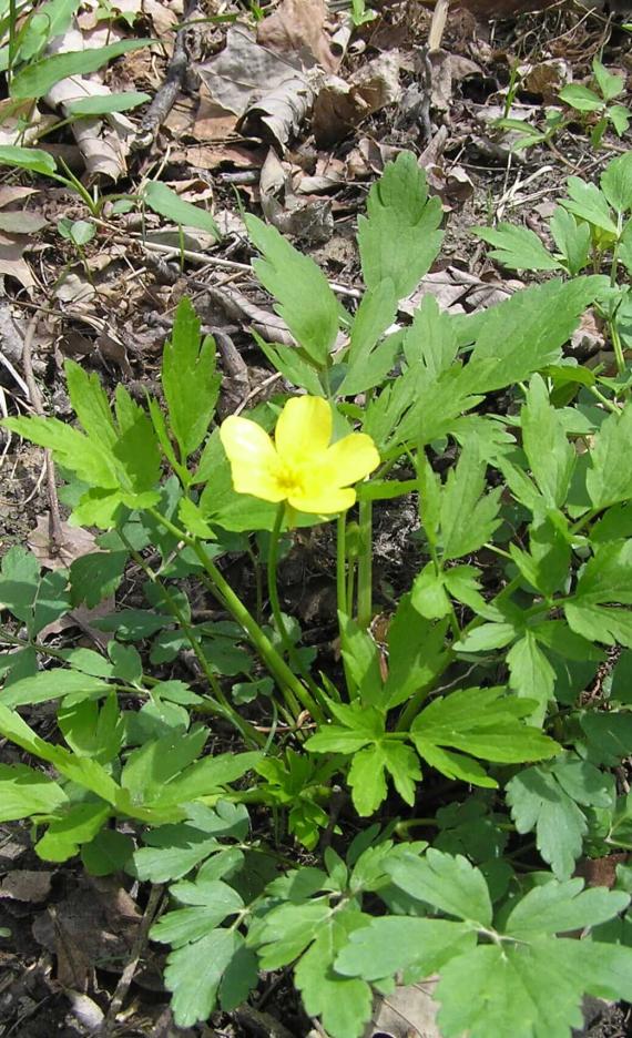 Early Buttercup habit