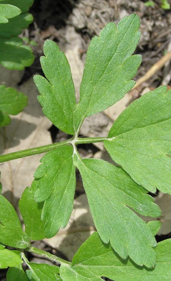 Early Buttercup leaves