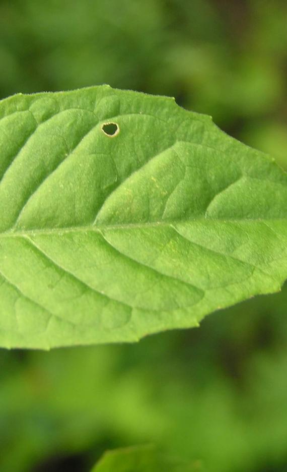 Enchanters Nightshade leaves