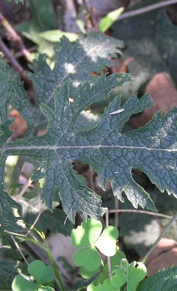 Entire Leaved False foxglove leaves