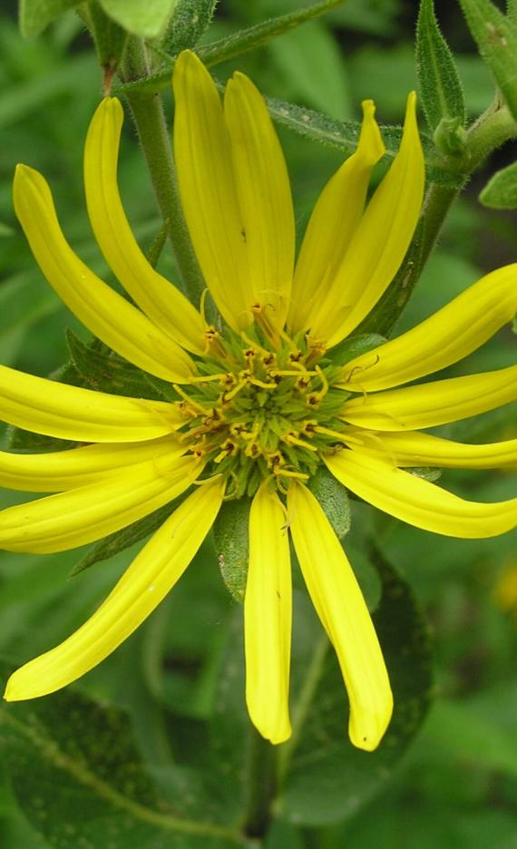 Entire Leaved Rosinweed flower