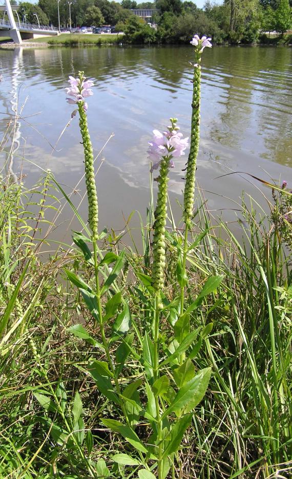 False Dragonhead habit