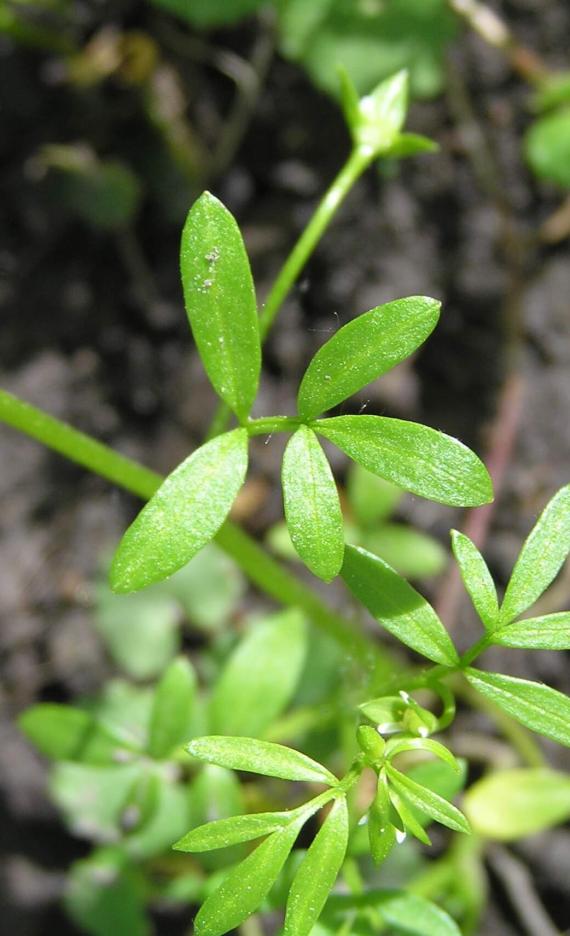 False Mermaid leaves