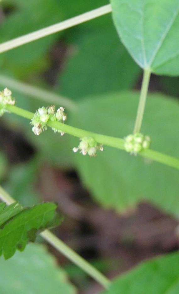 False Nettle flower