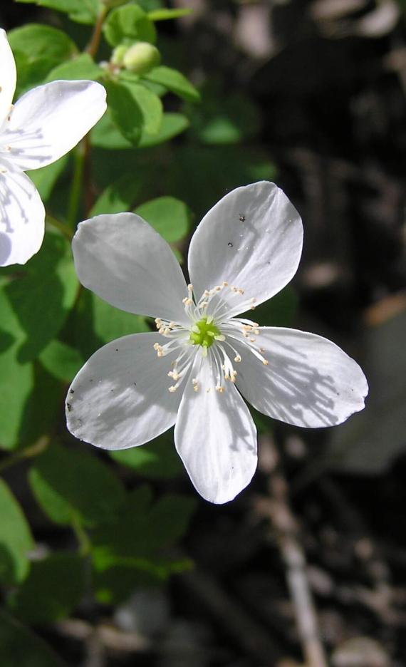 False Rue Anemone flower