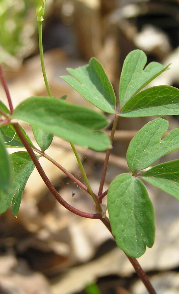 False Rue Anemone leaves