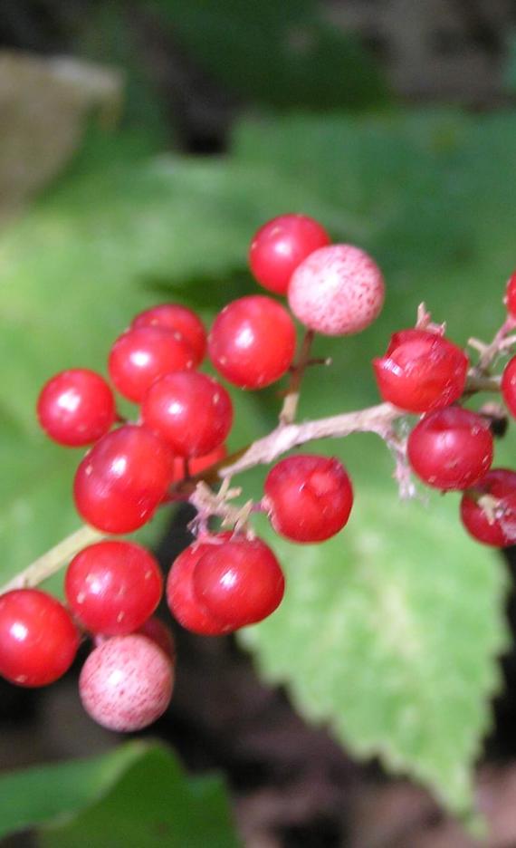 False Solomons Seal fruit