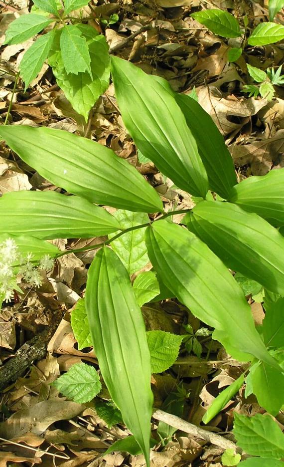 False Solomons Seal habit