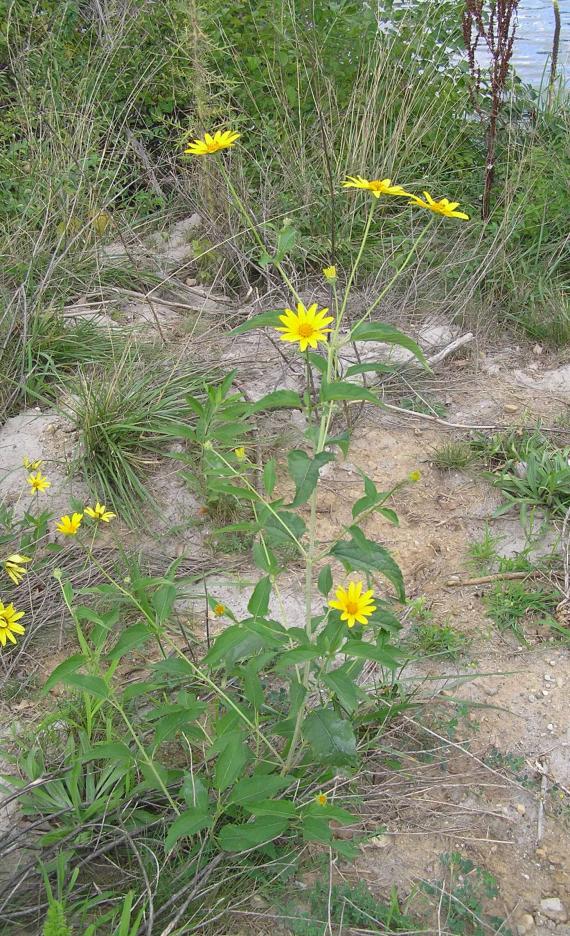 False Sunflower habit