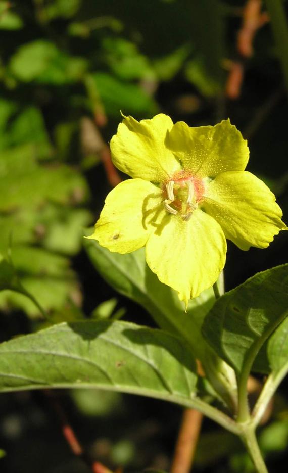 Fringed Loosestrife flower