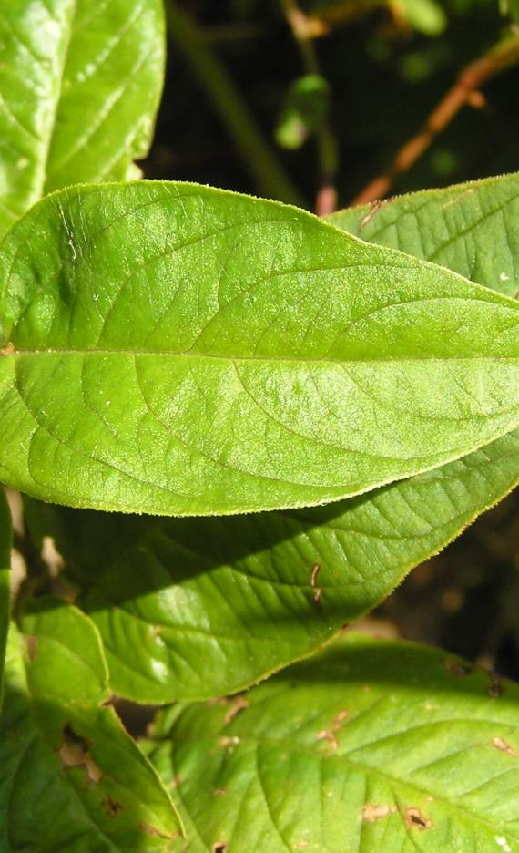 Fringed Loosestrife leaves