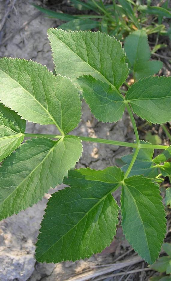 Golden Alexanders leaves