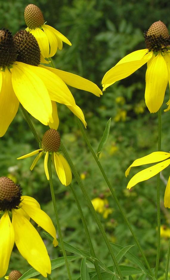 Gray Headed Coneflower flower