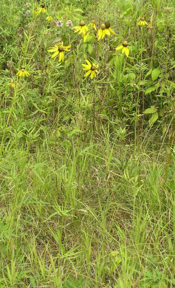 Gray Headed Coneflower habit