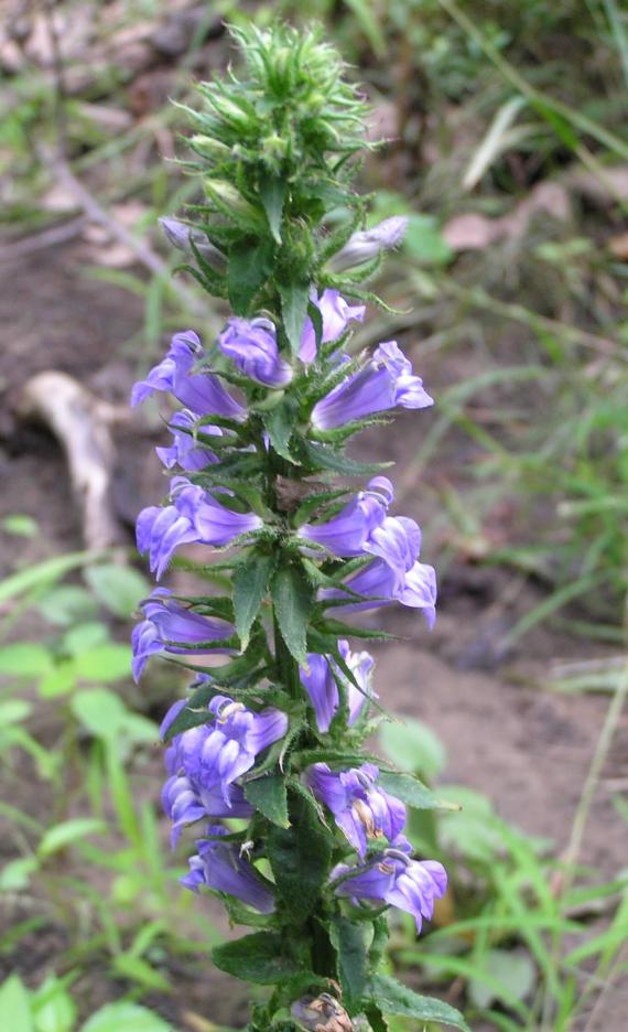 Great Lobelia flower