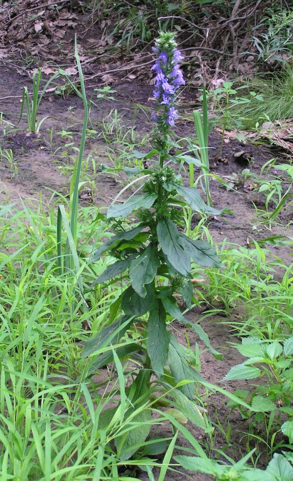 Great Lobelia habit