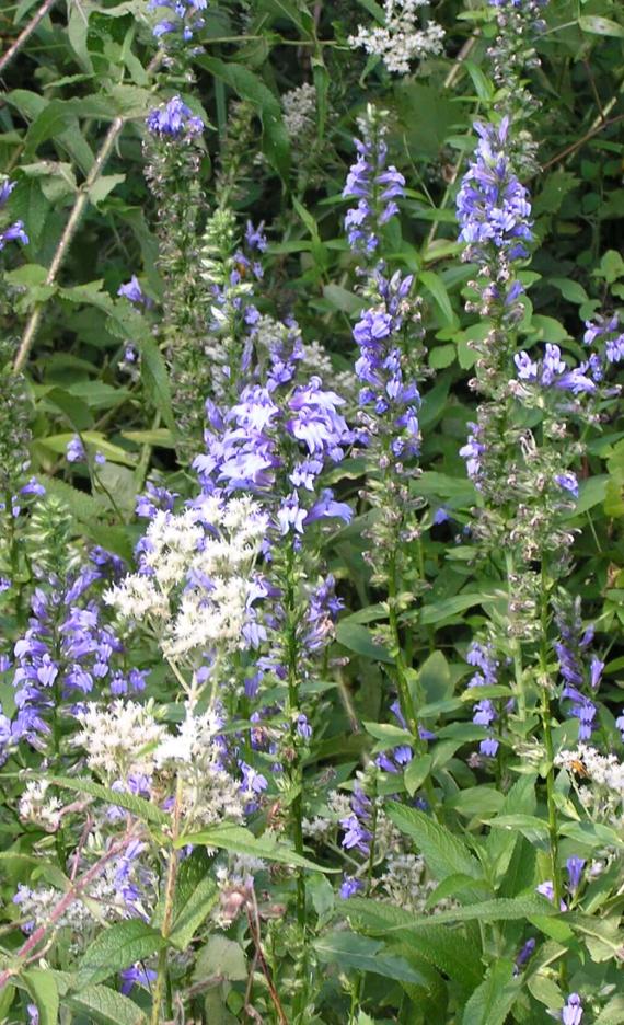 Great Lobelia