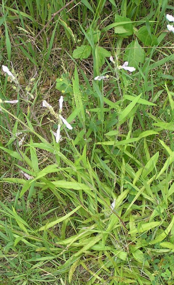 Hairy Beardtongue habit