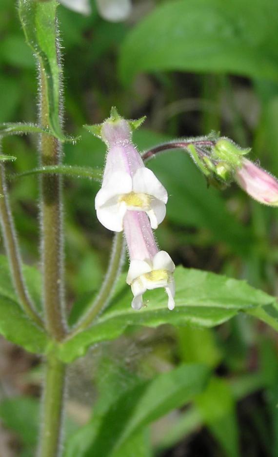 Hairy Beardtongue