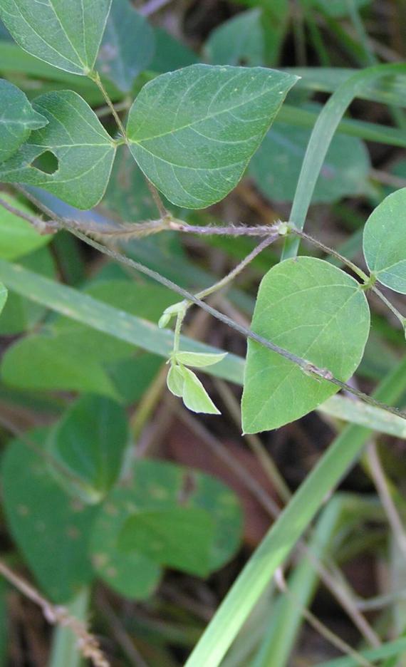 Hog Peanut habit