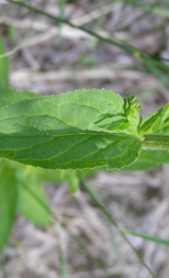 Indian Tobacco leaves