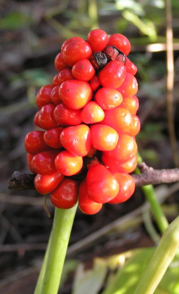 Jack in the Pulpit fruit