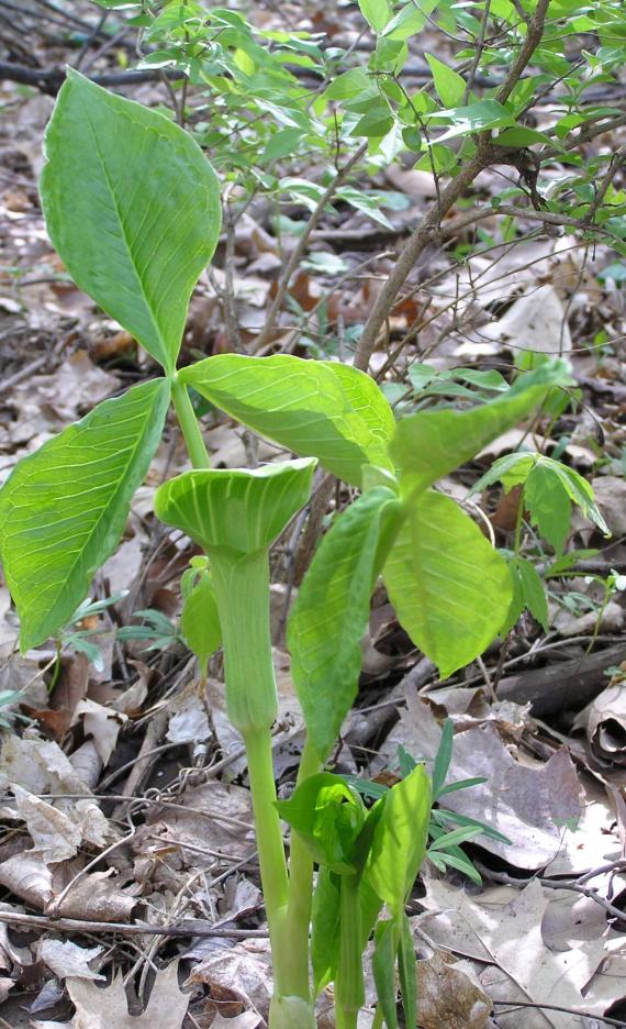 Jack in the Pulpit