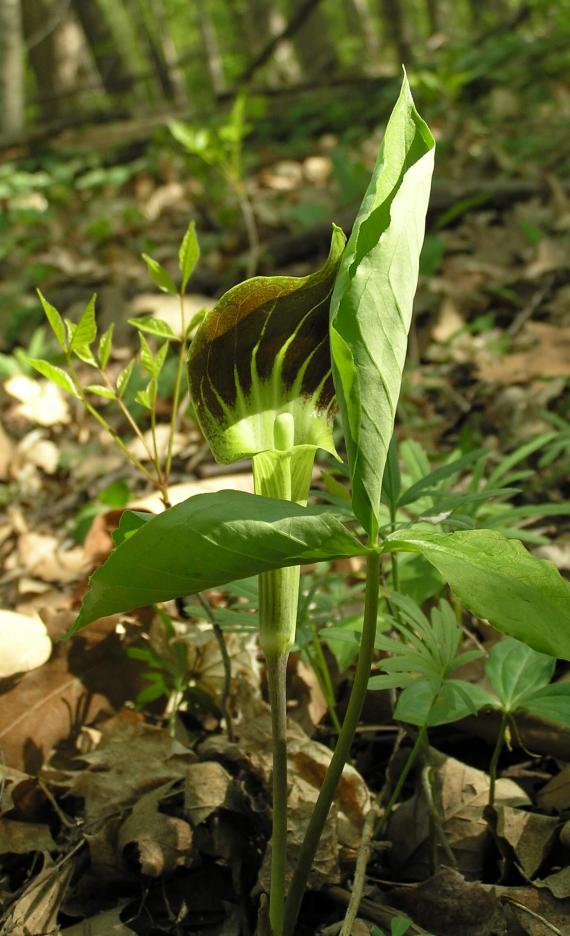 Jack in the Pulpit