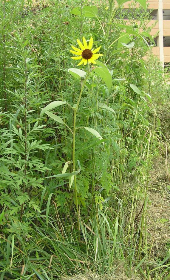 Jerusalem Artichoke habit