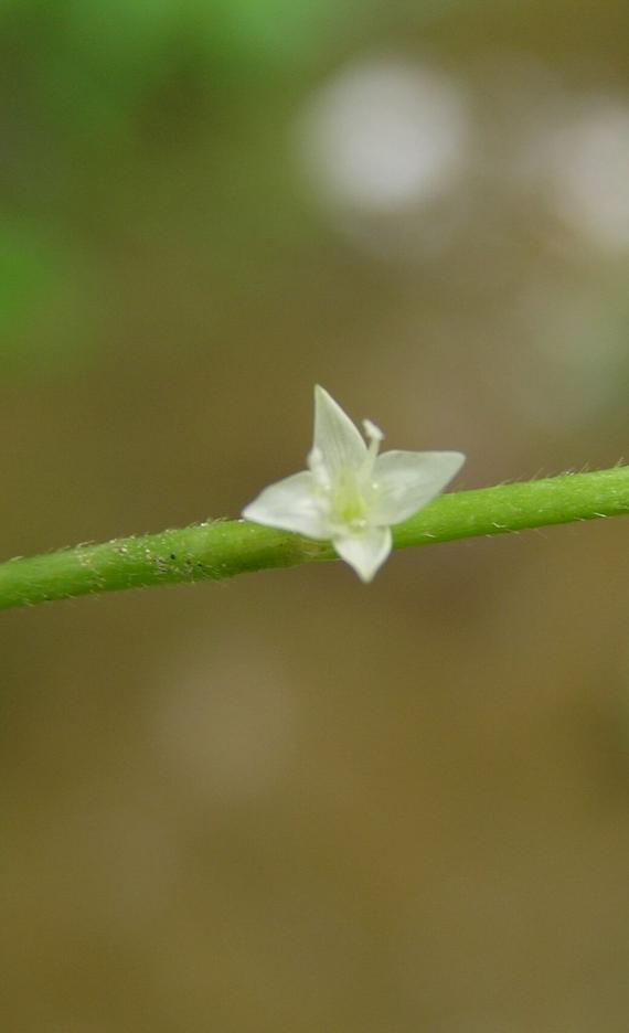 Jumpseed flower