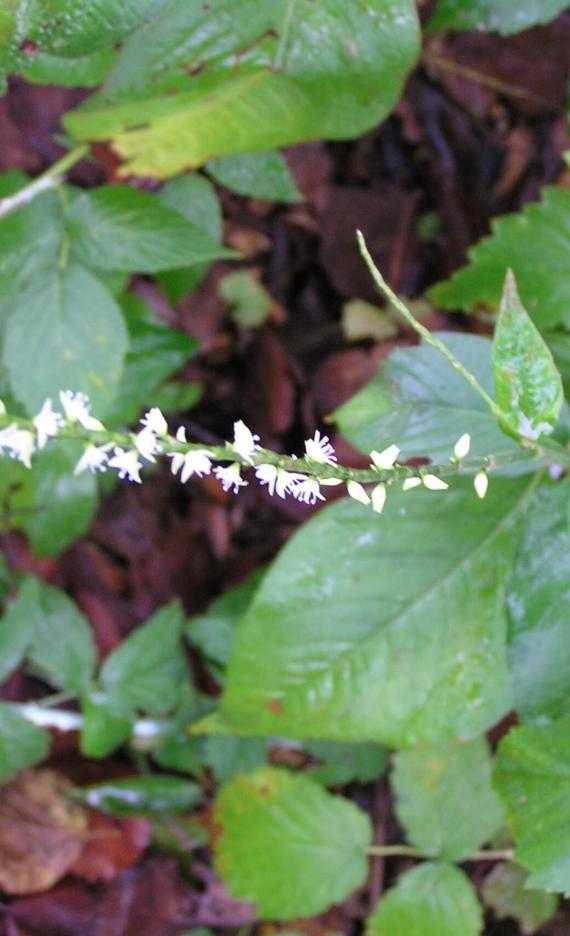 Jumpseed flower