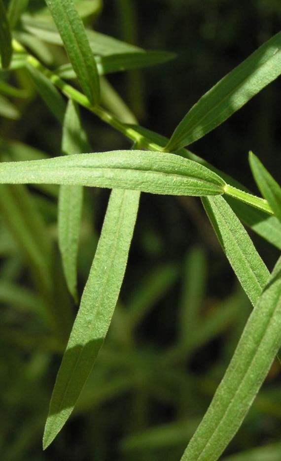 Lance Leaved Goldenrod leaves