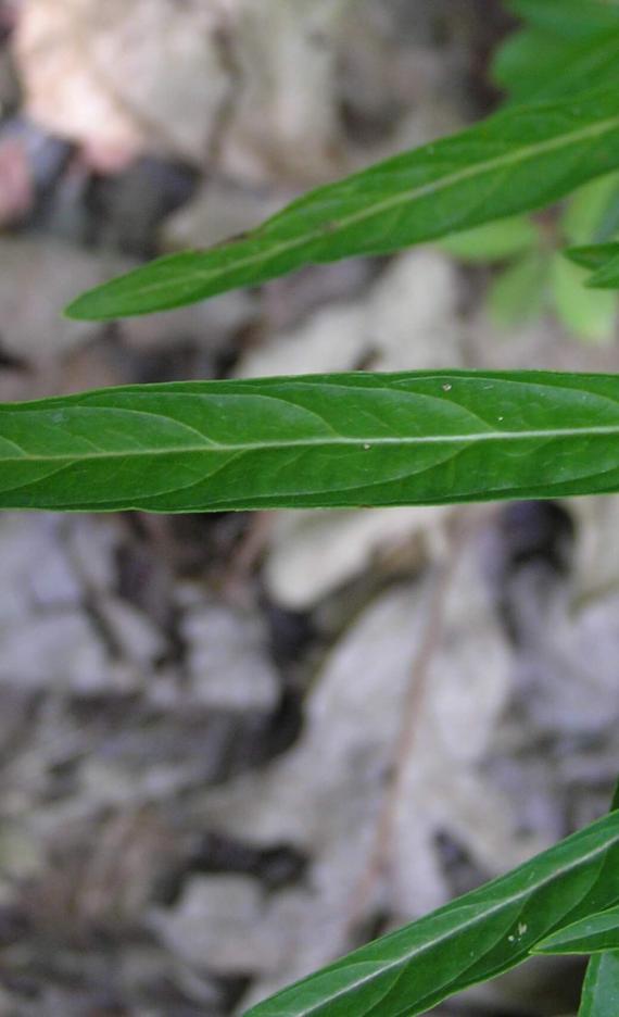 Lance Leaved Loosestrife leaves