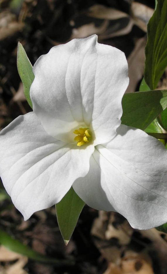 Large Flowered Trillium flower