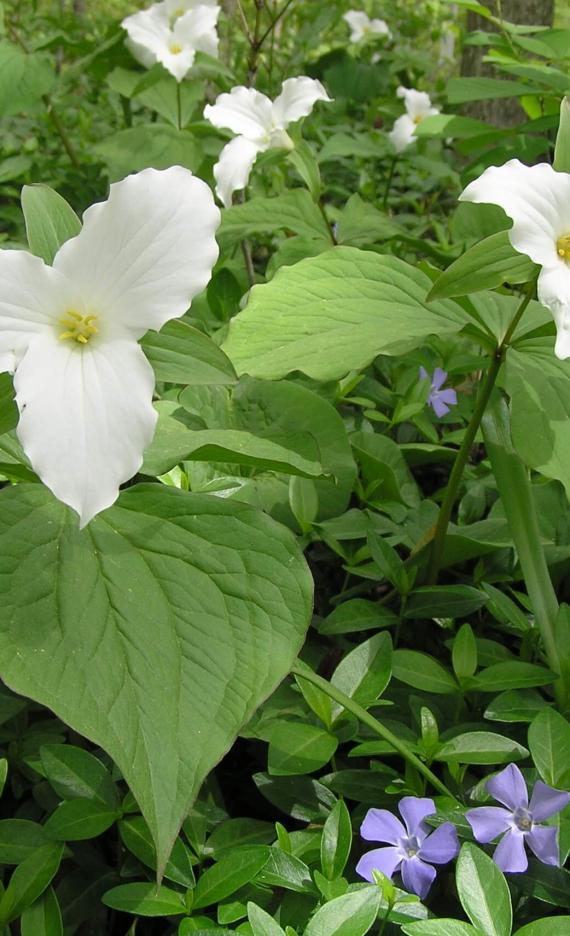 Large Flowered Trillium habit