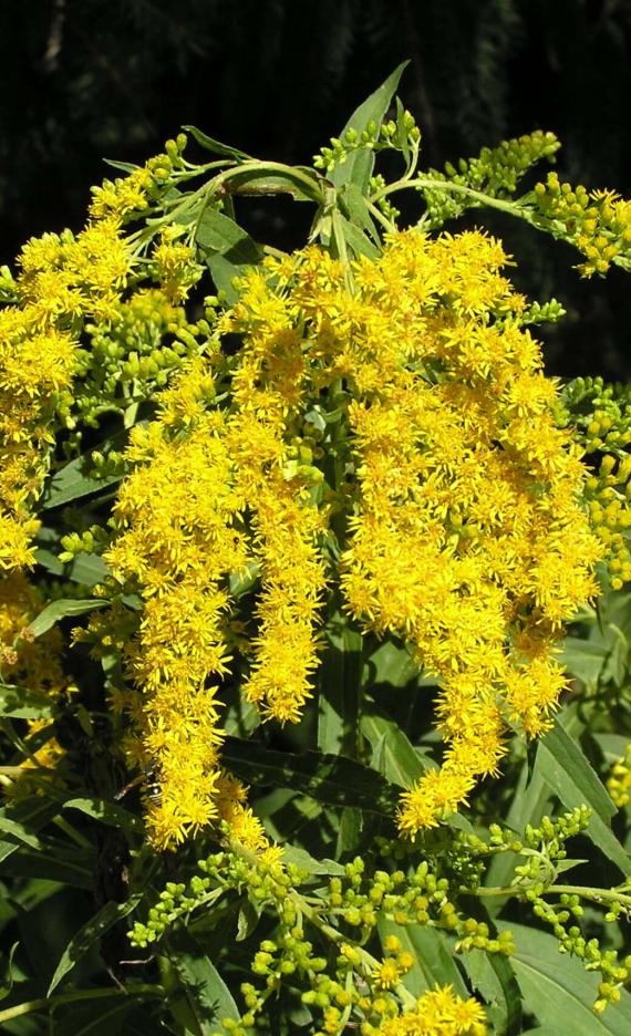 Late Goldenrod