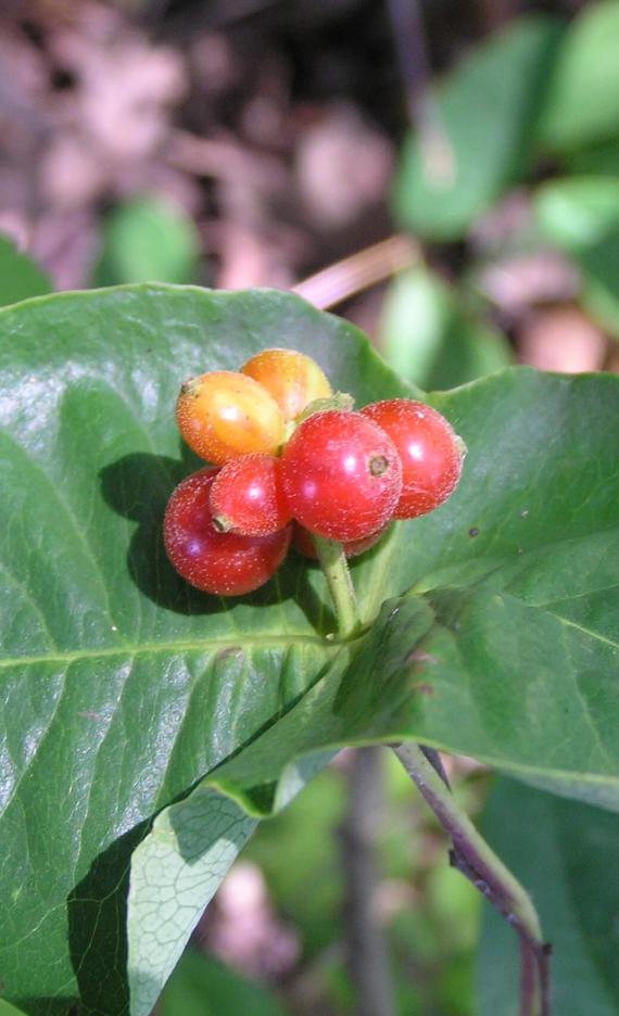 Limber Honeysuckle fruit