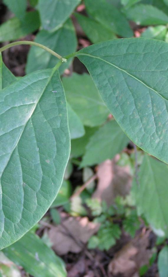 Limber Honeysuckle leaves