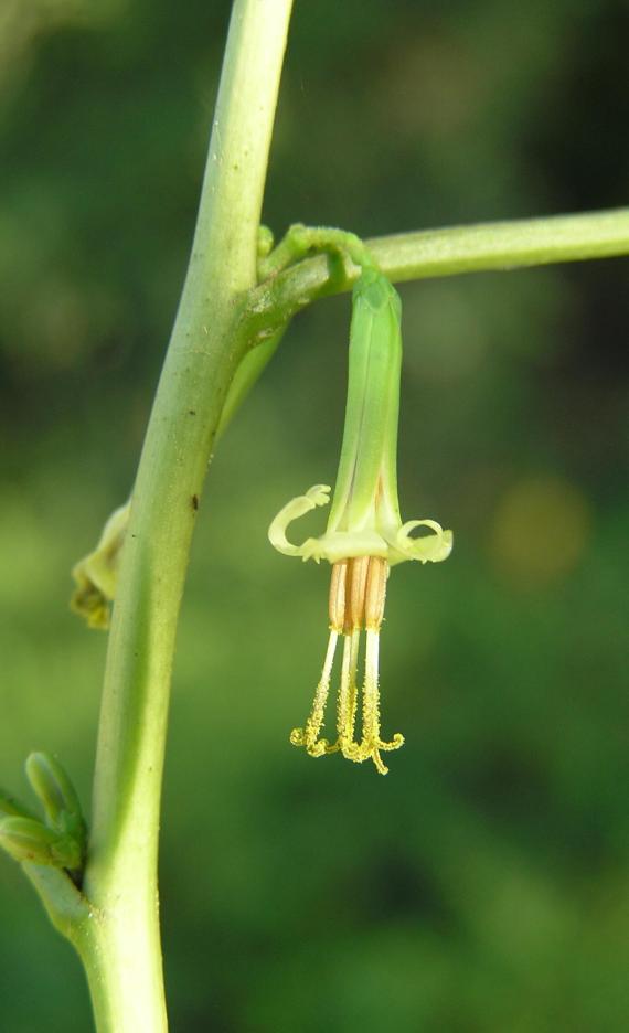 Lions Foot flower