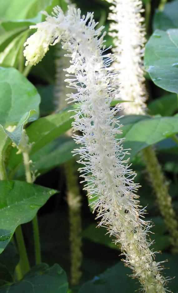 Lizards Tail flower