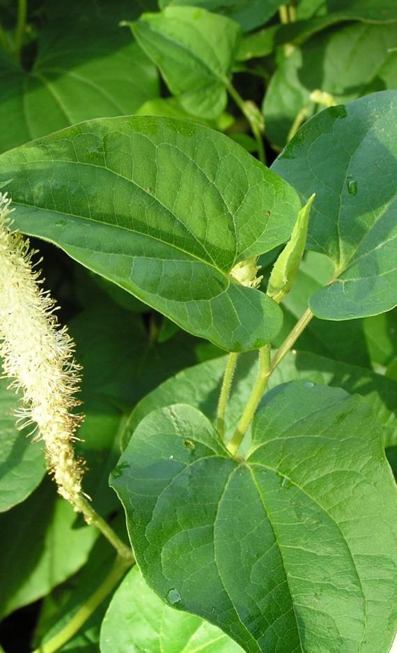 Lizards Tail leaves