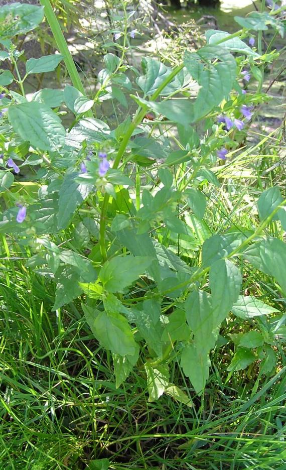 Mad Dog Skullcap habit